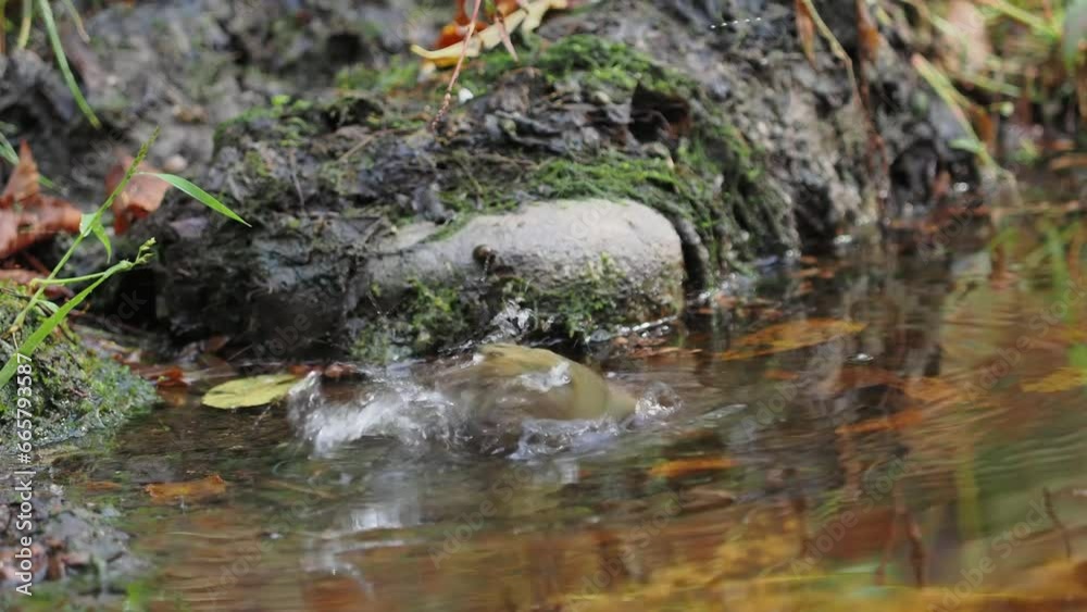 Robin (Erithacus rubecula), taking a bath in the pond Robin (Erithacus rubecula), taking a bath in the pond