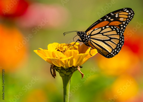 Monarch butterfly on zinni flower