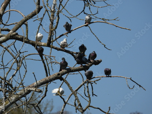 A group of pigeons sits on leafless branches against a blue sky background © Rafal
