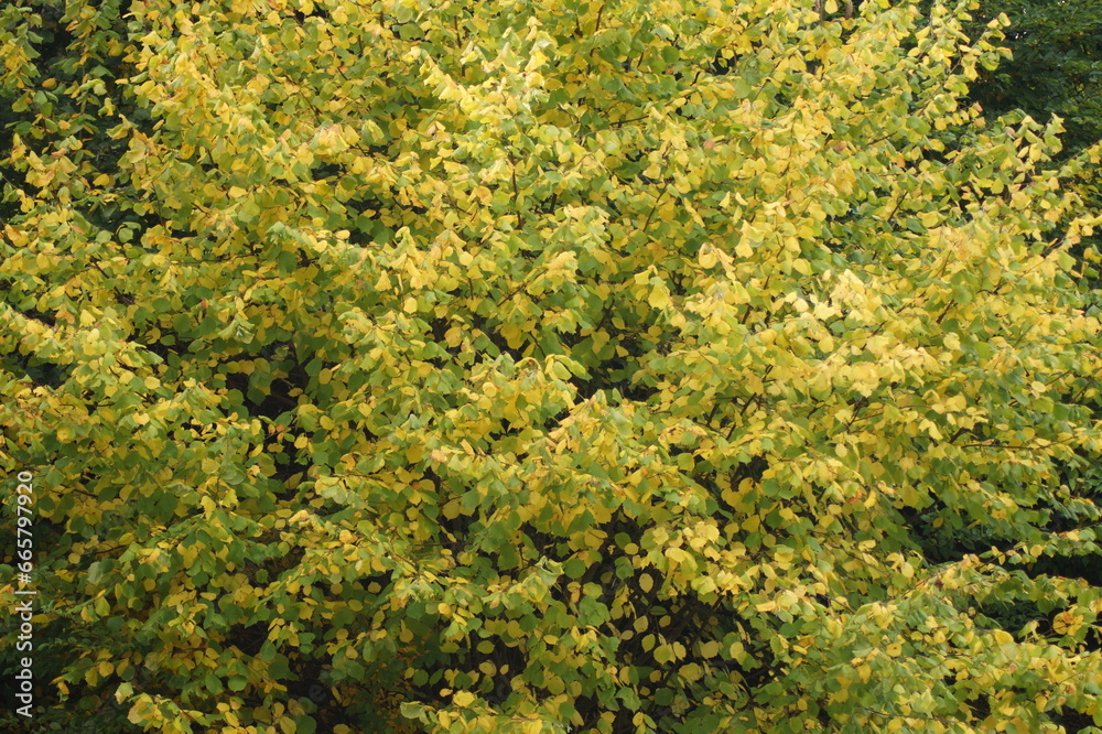 a tree with yellow green autumn leaves