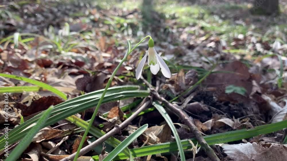 Snowdrops bloom in a clearing in the forest In the sunshine close. Snowdrops bloom in a clearing in the forest In the sunshine close.