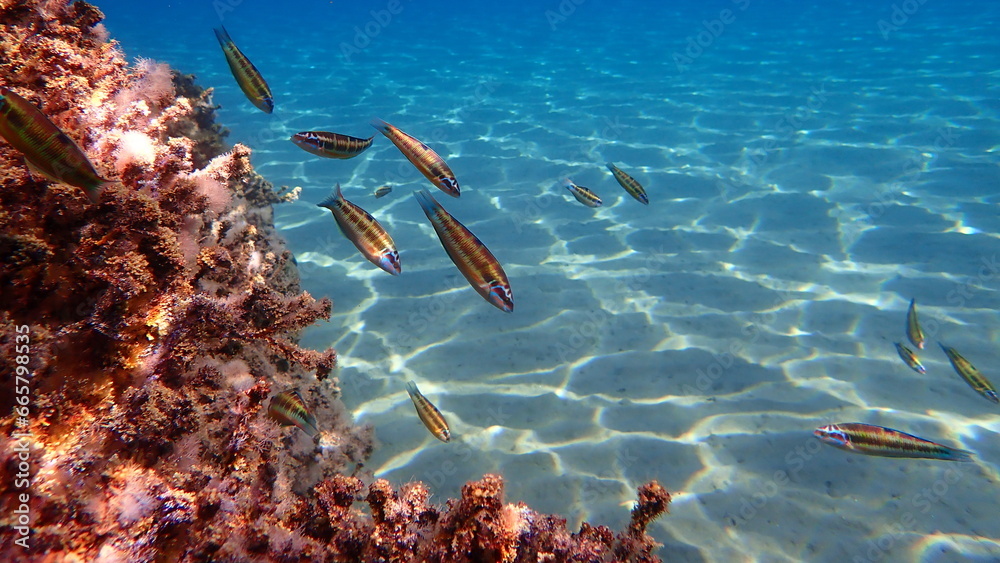 Ornate wrasse (Thalassoma pavo) undersea, Aegean Sea, Greece, Halkidiki - obrazy, fototapety, plakaty 