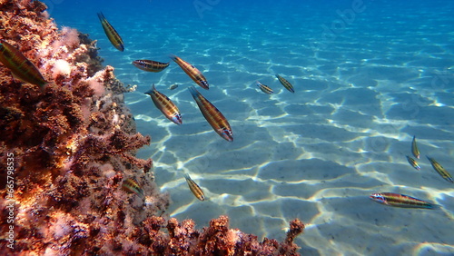 Ornate wrasse (Thalassoma pavo) undersea, Aegean Sea, Greece, Halkidiki photo