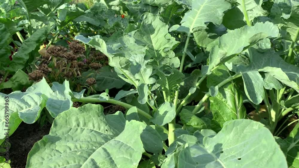 Vegetables with lush green leaves grows in the garden. For video presentation, advertising. Vegetables with lush green leaves grows in the garden. For video presentation, advertising.