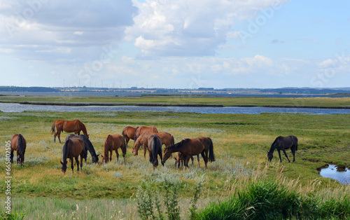 A group of brown horses on the wetlands at the Poel Island, Germany
