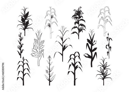 Fototapeta Naklejka Na Ścianę i Meble -  Corn stalk vector bundle, Corn stalk clipart, Corn stalk silhouette.	
