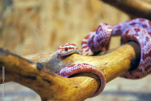 Albino corn snake - (Pantherophis guttatus) photo
