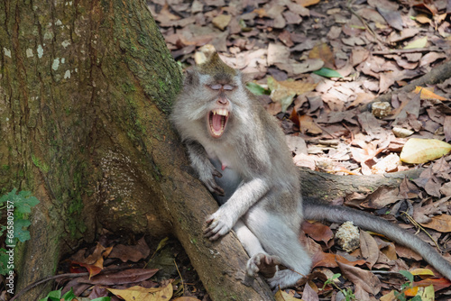Sacred Monkey Forest Sanctuary, Ubud, Bali, Indonesia