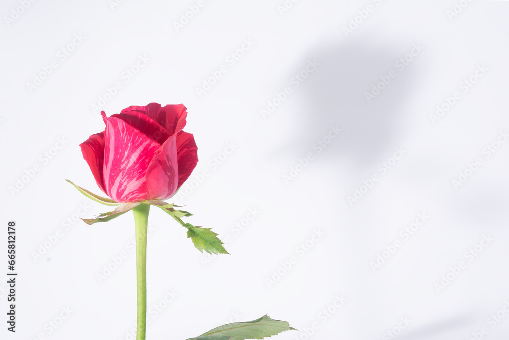 Obraz premium A beautiful flower called a rose