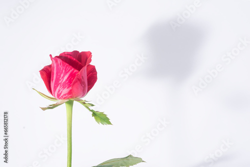 A beautiful flower called a rose
