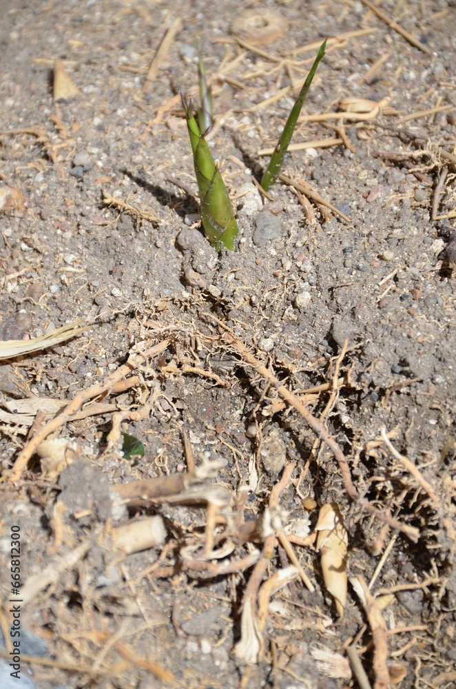 Elimination of bamboo: multiple roots intertwined in the ground and young shoots.