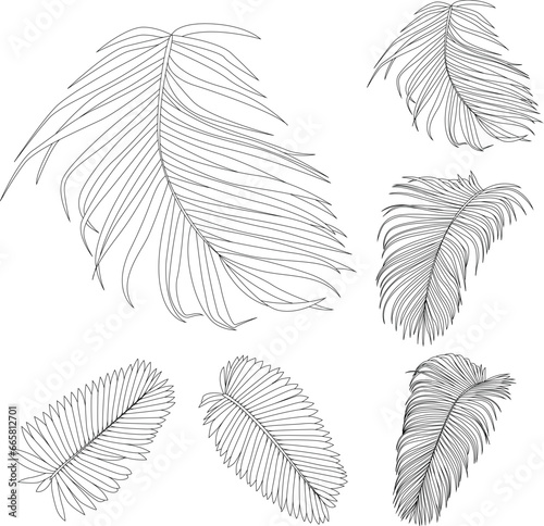 Palm leaves line art tropical plant leaf collection isolated on white background