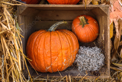 Autumn Composition  Flat lay of pumpkins in a wooden crate against a hay background with a touch of small corn and Calocephalus