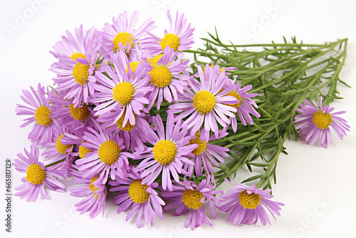 A carefully arranged close-up of a three-colored blossom  with a mix of purple  yellow  and white petals  captured against a white background  creating a soft and harmonious image with balanced color