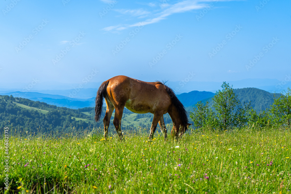 Fototapeta premium Horses on green meadow on Carpathians mountains landscapes, Apetska mountain, Ukraine
