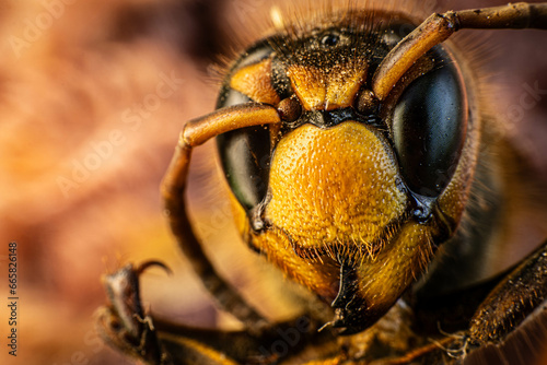 Dangerous hornet at close range, the wild nature