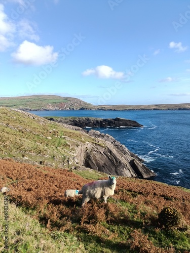 A sheep with the view of the coast, West Cork, Ireland 