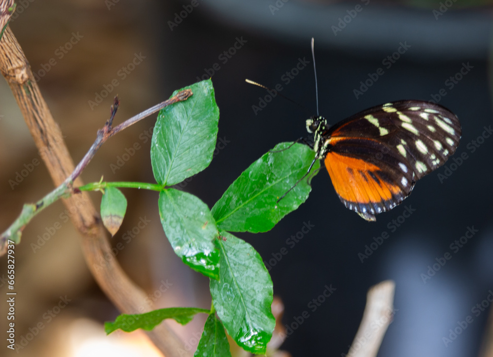 Obraz premium butterfly on a leaf