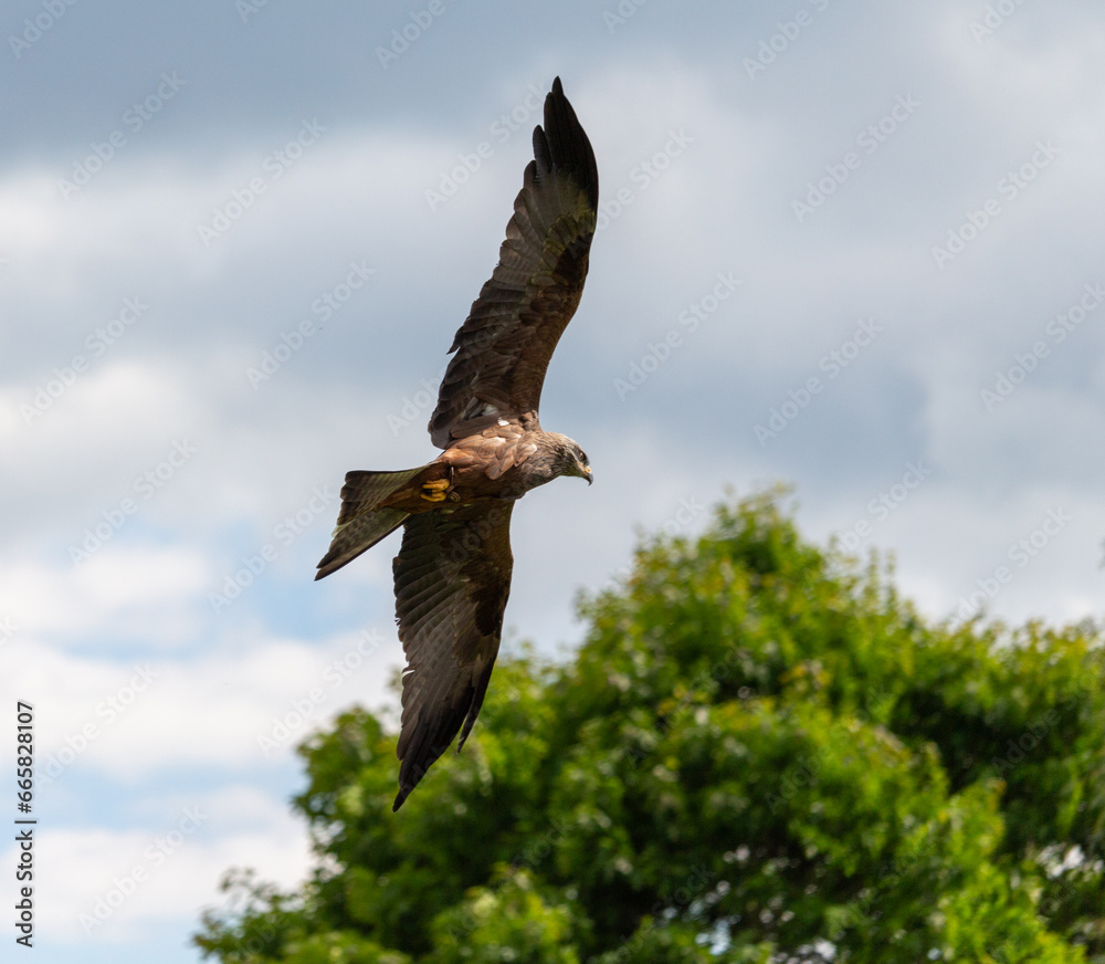 Obraz premium eagle flying across a cloudy sky