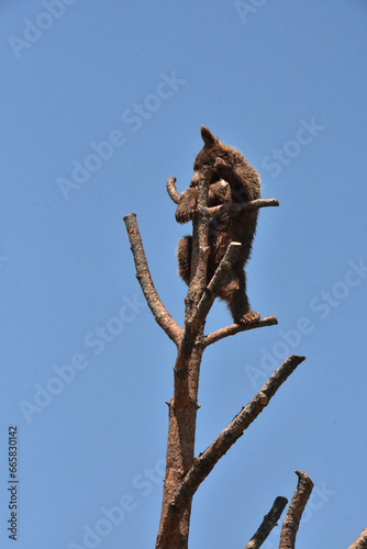 Climbing Black Bear Cub in the Top of a Tree