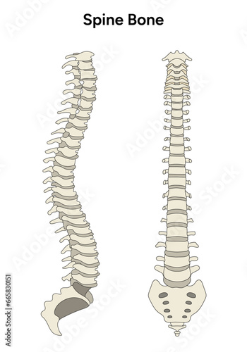 Human anatomy spine in vector