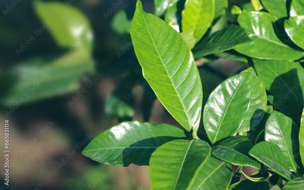Fresh green leaves in summer day. Background with green leaf. Fresh green leaves in summer day. Background with green leaf.