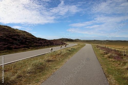 Sylt, Schafe, Ellenbogen, Watt, Deich, Wiese, Nordsee, Schleswig Holstein