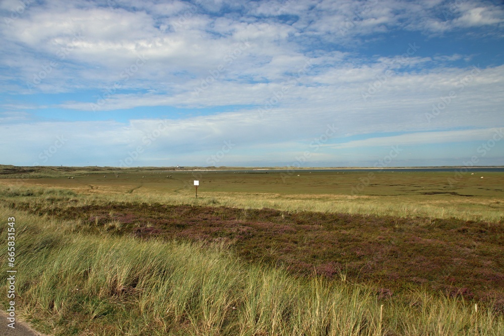 Sylt, Schafe, Ellenbogen, Watt, Deich, Wiese, Nordsee, 