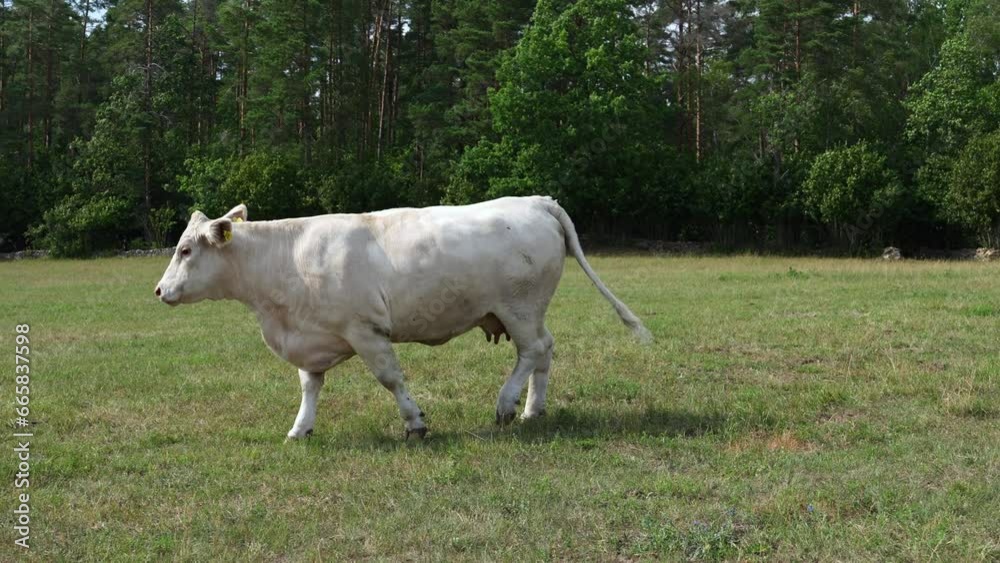 Captivating Charolais cattle grazing. Majestic French Charolais cows gracefully roaming in a picturesque meadow on a sunny day.