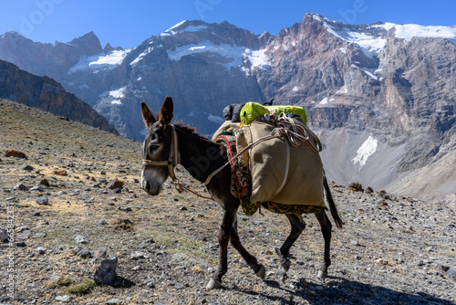 Donkey in the mountains of Tajikistan.