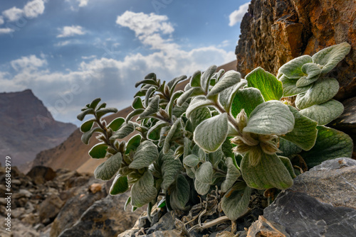 A unique plant in the mountains of Tajikistan. photo