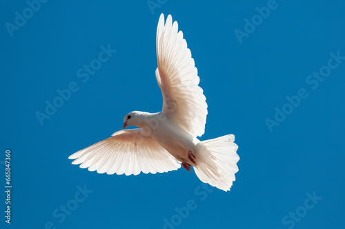 White peace dove flying free isolated on blue sky background.