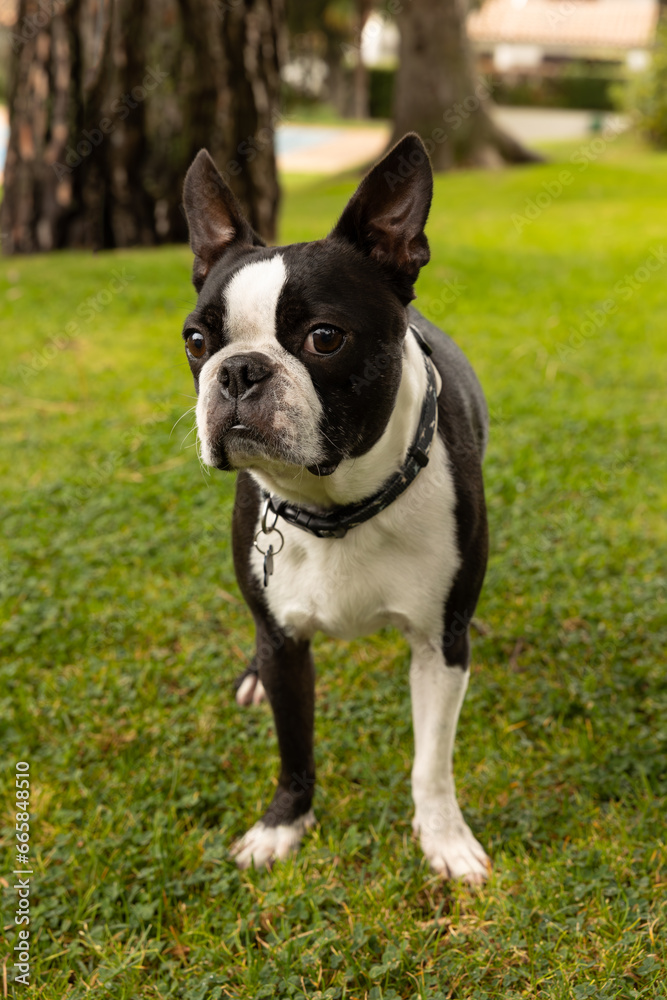 Beautiful black and white boston terrier dog with a very attentive look at the indications given to him