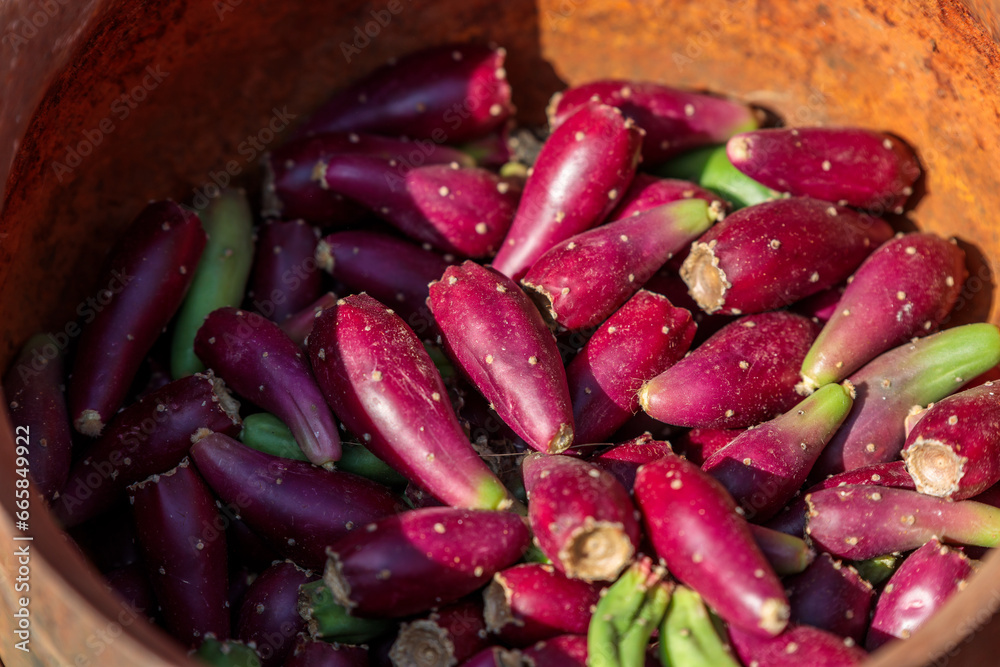 Prickly Pear Fruits in a Large Barrel Prickly Pear Fruits in a Large Barrel