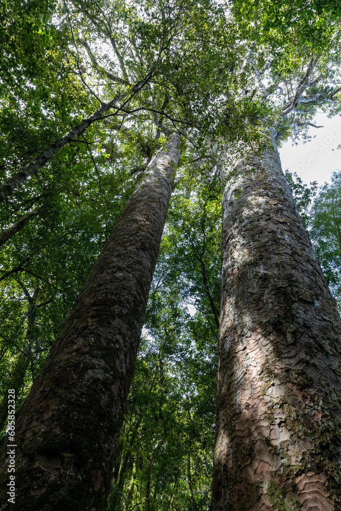 Fototapeta premium Tall and majestic kauri trees in the Waipoua Forest, North Island of New Zealand