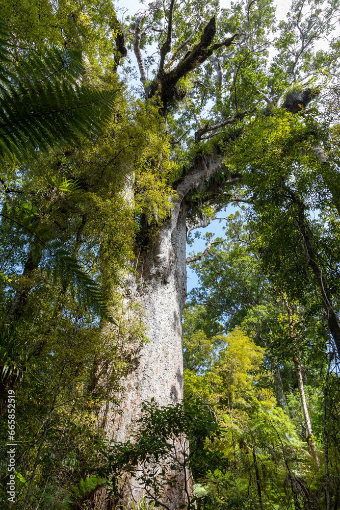 Tall and majestic kauri trees in the Waipoua Forest, North Island of New Zealand Tall and majestic kauri trees in the Waipoua Forest, North Island of New Zealand