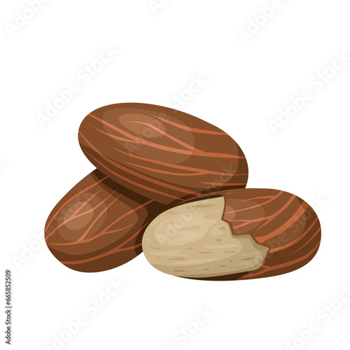 Vector illustration, Garcinia kola or bitter kola, isolated on white background.