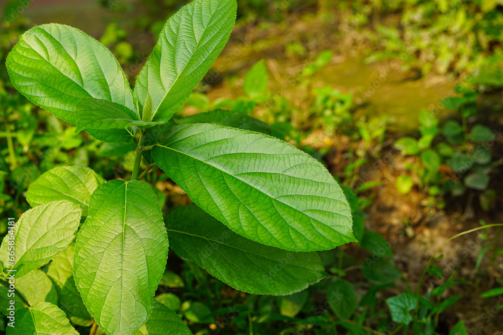 Sinowilsonia henryi tree with it's leaves Sinowilsonia henryi tree with it's leaves