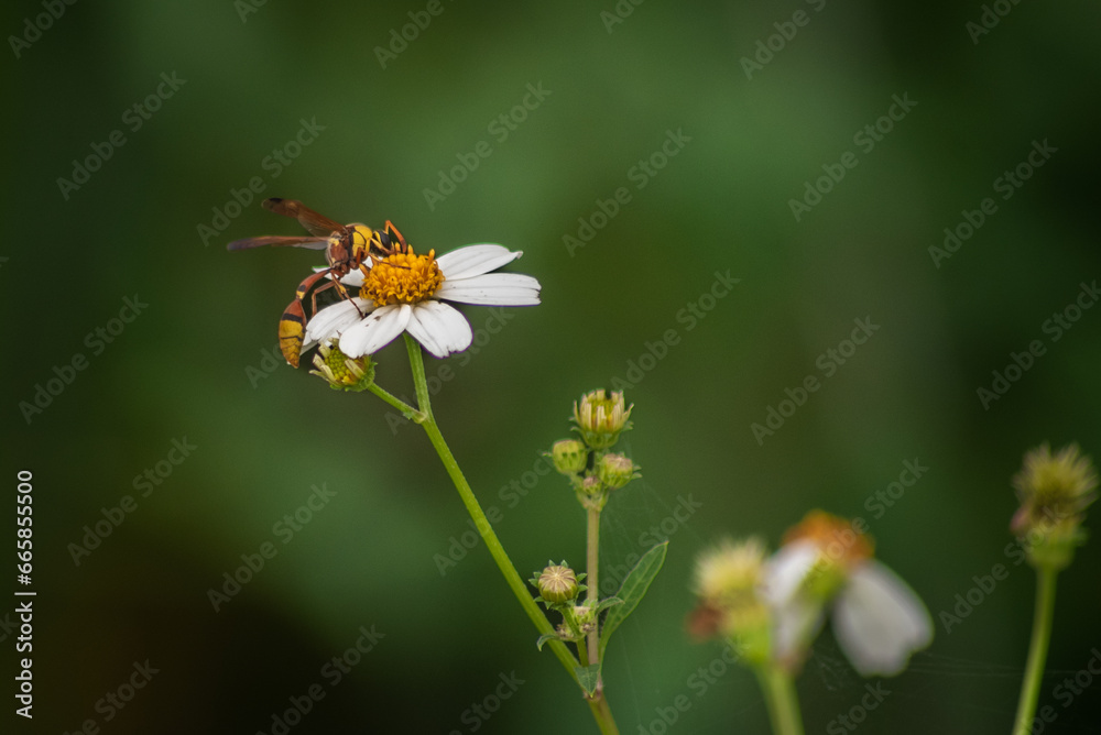 Delta esuriens is a species of potter wasp found in Indonesia, belonging to the Vespidae family Delta esuriens is a species of potter wasp found in Indonesia, belonging to the Vespidae family