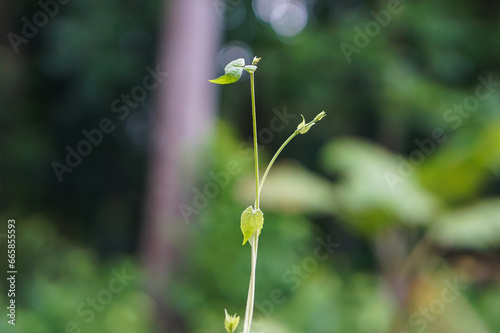 Mikania micrantha plants (Bitter vine)