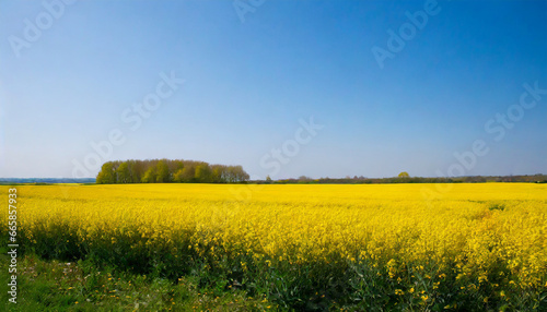 rapeseed spring flowers