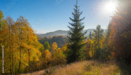 sunny morning in the autumn forest
