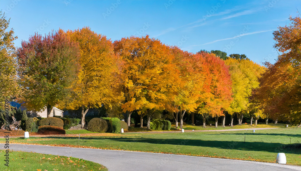 autumn trees lining driveway