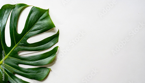 closeup beautiful monstera leaf isolated on white background flat lay