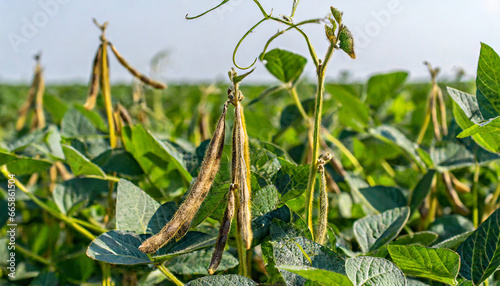 close up of the soybean plant in the field harvest of soy beans pods are abundant on the stems