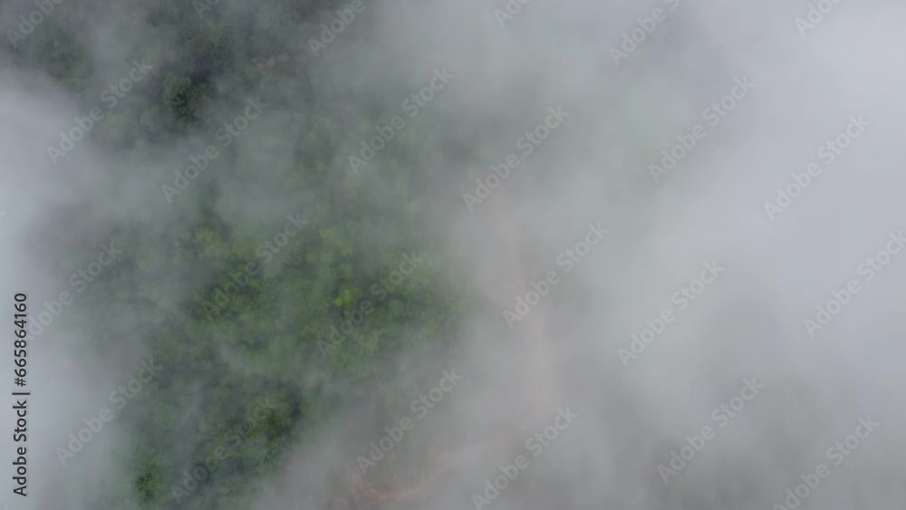 Forest tree at hill in the clouds in morning Forest tree at hill in the clouds in morning