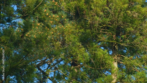 Cupressaceae Famiily - Thuja Trees. Branches Of Tree Swaying In The Wind. Tilt up. photo