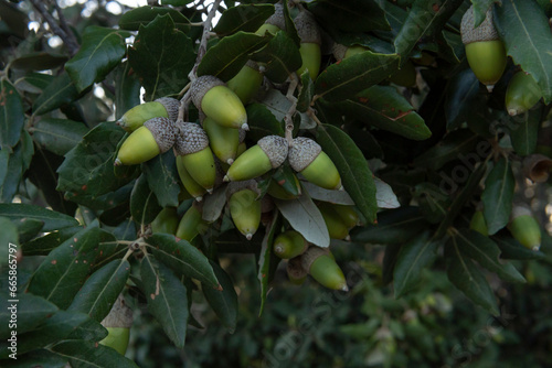 Close-up of acorns on a holm oak, Quercus ilex photo