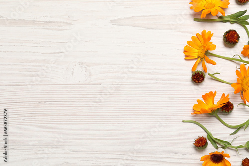Beautiful fresh calendula flowers on white wooden table  flat lay. Space for text