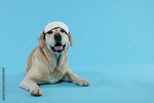 Cute Labrador Retriever with sleep mask resting on light blue background, space for text © New Africa